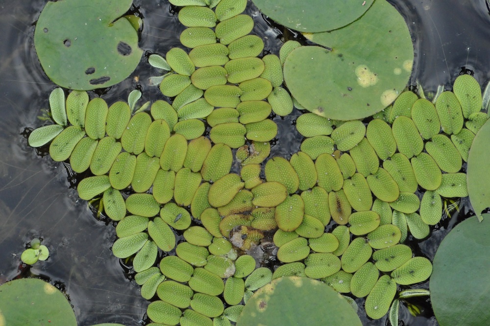 Coltivare le piante acquatiche sul terrazzo