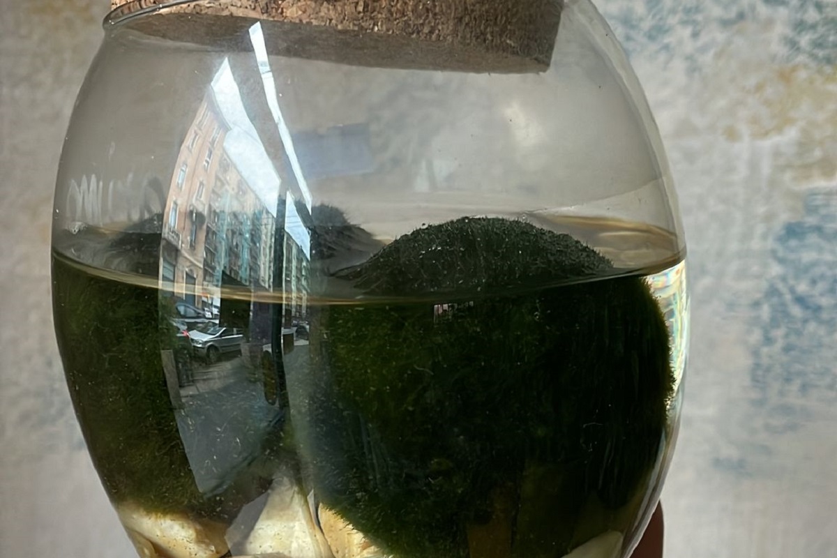 cura del marimo - come prendersi cura di un'alga palla - R nel bosco