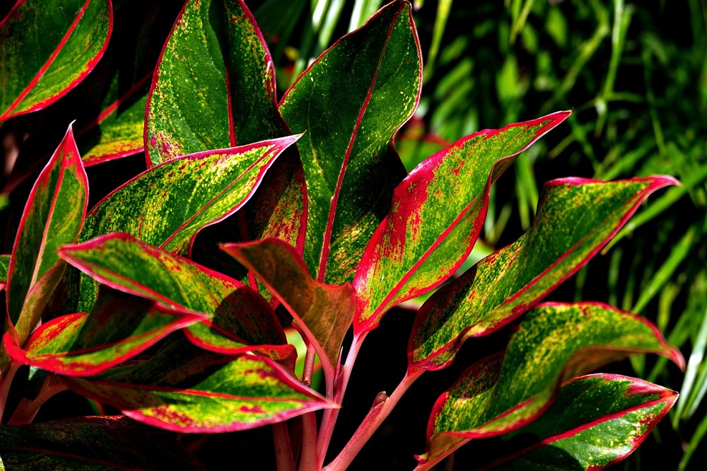 Come coltivare la Aglaonema - i consigli di Capoverde