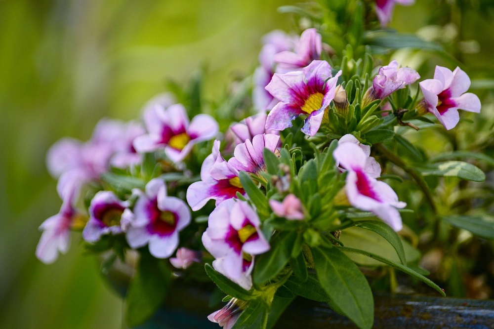 coltivare la Calibrachoa