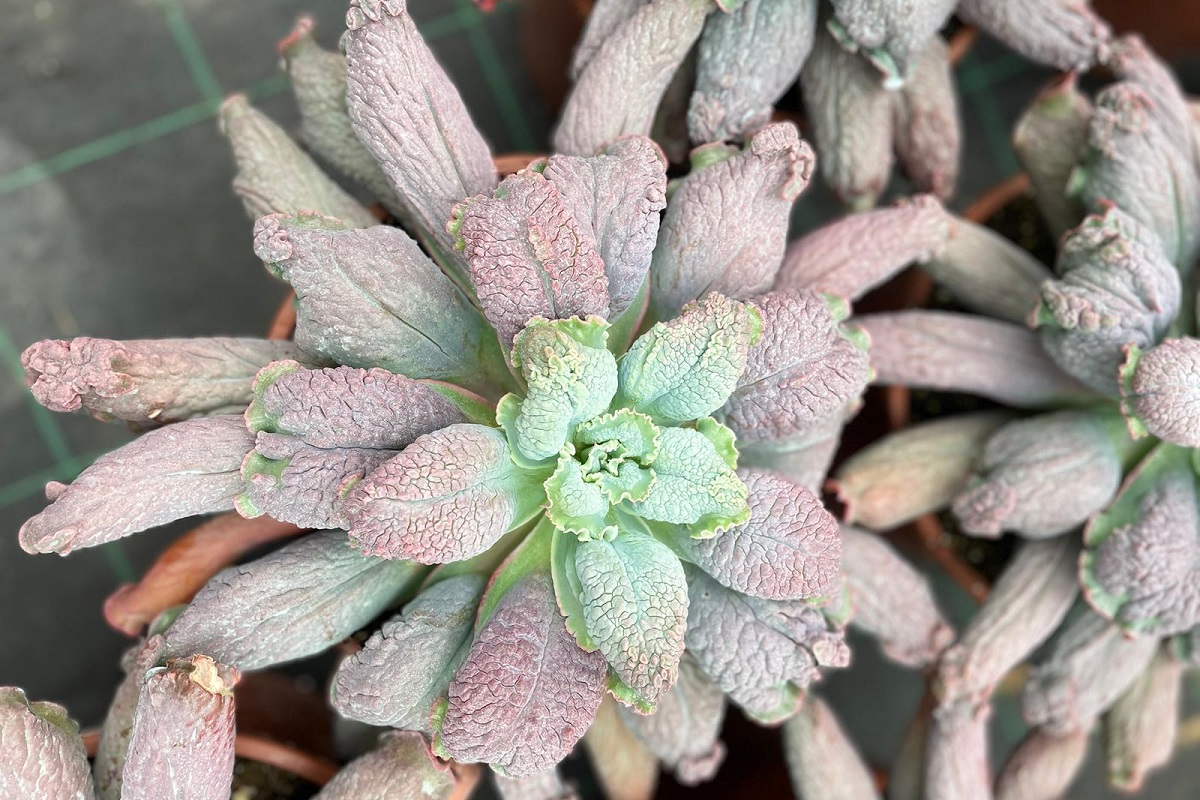 coltivare la Echeveria linguas - Echeveria linguas