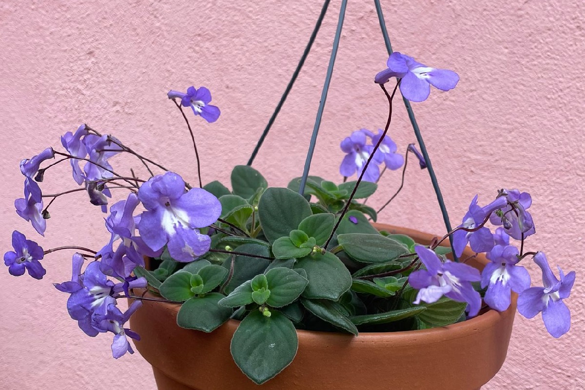 coltivare lo Streptocarpus