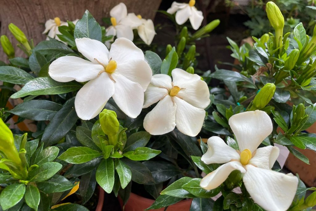 coltivare una Gardenia jasminoides